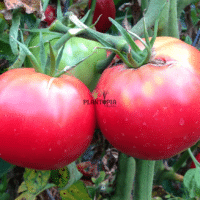 graines et semences de tomate Rose de Berne au Maroc chez Plantopia Bouskoura Tanger Temara Kenitra Gharb Benslimane