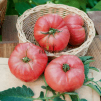 graines et semences de tomate ancienne Heirloom variété Rose de Berne chez Plantopia Casablanca Rabat Agadir