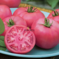graines potageres de tomate Rose de Berne chez Plantopia Oujda sale Meknes Fes Tetouan Mohammedia safi