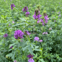 sachet de graines et semences de luzerne Alfalfa américaine plante engrais vert variété Ranger chez Plantopia