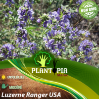 sachet de graines et semences de luzerne Alfalfa américaine variété Ranger - Plantopia Maroc