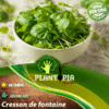 sachet de graines et semences de plante aromatique Cresson de fontaine - Plantopia Maroc
