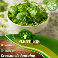sachet de graines et semences de plante aromatique Cresson de fontaine - Plantopia Maroc