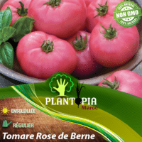 sachet de graines et semences de tomate ancienne Heirloom Rose de Berne - Plantopia Maroc