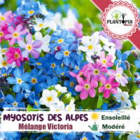 sachet de graines et semences florales mélange Myosotis des Alpes Myosotis alpestris Fleur ne m’oublie pas - Plantopia Maroc