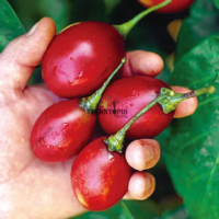 Culture Tamarillo au Maroc introuidte par Plantopia Maroc pour vente et distribution de graines rares de fruits exotiques