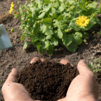 Fumier de cheval pour potager urbain avec sciure naturelle