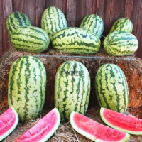 Graines et semences de Pastèque Blue Ribbon chez Plantopia Mohammedia sale Tanger Tetouan Nador safi Essaouira
