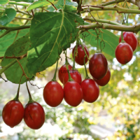 Graines et semences de fruit exotique Tamarillo tropical chez Plantopia Marrakech Essaouira settat Tetouan sale
