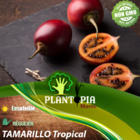 Sachet de graines et semences de fruit exotique Tamarillo tropical ou tomat de arbol - Plantopia Maroc