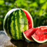 Sachet de graines et semences de pastèque Crimson Sweet chez Plantopia Casablanca Bouskoura Oujda Errachidia
