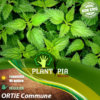 Sachet de graines et semences d'ortie commune urtica Dioica - Plantopia Maroc