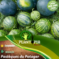Sachet de graines et semences pack de 3 variétés de pastèques Crimson Sweet Klondike Blue Ribbon Sugar Baby - Plantopia Maroc