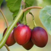 Vente Sachet de graines et semences de fruit exotique tamarillo ou tomat de arbol chez Plantopia Rabat Tanger