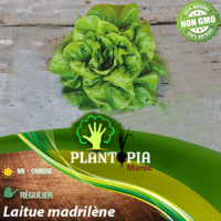 Vente et distribution de sachets de graines potagères et semences de laitue madrilène - Plantopia Maroc