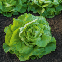 Vente sachets de graines potagères de laitue madrilène chez Plantopia Casablanca Bouskoura Rabat Tanger sale