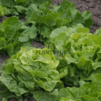 sachet de graines potager de laitue madrilène chez Plantopia Marrakech Essaouira Oujda Tetouan Nador Kenitra Fes