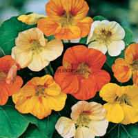 Graines et semences florales de Capucine naine chez Plantopia Khemisset Agadir dakhla Laayoune Oujda Berrechid