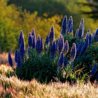 Graines et semences florales de Viperine violette pourpre chez Plantopia Casablanca Rabat Bouskoura dar Bouazza
