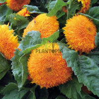 Graines et semences florales de tournesol teddy bear à fleurs duveteuses chez Plantopia Casablanca Bouskoura