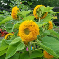 Graines et semences florales de tournesol teddy bear à fleurs duveteuses chez Plantopia Marrakech Agadir dakhla