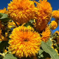 Graines et semences florales de tournesol teddy bear à fleurs duveteuses chez Plantopia Rabat Tanger Kenitra sale