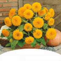 Graines et semences florales de tournesol teddy bear à fleurs duveteuses chez Plantopia dar Bouazza Mehdia Oujda