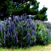 Graines florales de Viperine violette pourpre chez Plantopia Marrakech Agadir Ait Melloul Biougra Chichaoua oujda