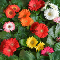 Graines & semences Florales de Gerbera Mélange Révolution chez Plantopia Casablanca Bouskoura Rabat sale Fes