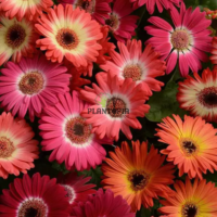 Graines & semences Florales de Gerbera Mélange Révolution chez Plantopia dakhla Oujda Agadir Benguerir Mohammedia
