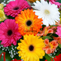 Graines & semences à semer Gerbera Mélange Révolution chez Plantopia Marrakech Tanger Tiznit Tamesna Taza
