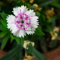 Graines & semences fleur Oeillet de Chine Mix Baby doll chez Plantopia Bouznika skhirat Tamesna Meknes safi