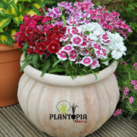 Graines & semences florales Oeillet de Chine Mix Baby doll chez Plantopia Essaouira Khemisset Tiflet Aarjate kenitra