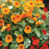 Grossiste de graines et semences florales de Capucine naine Plantopia Meknes Tanger settat essaouira safi Tiznit
