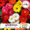 Sachet de graines & semences Florales de Gerbera Mélange Révolution - Plantopia Maroc