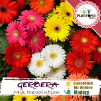Sachet de graines & semences Florales de Gerbera Mélange Révolution - Plantopia Maroc