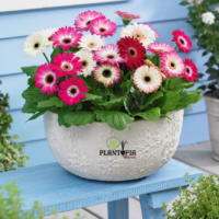 Sachet de graines & semences Florales de Gerbera Mélange Révolution chez Plantopia safi Essaouira Kenitra Temara