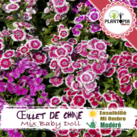 Sachet de graines & semences Oeillet de Chine Mix Baby doll à fleur simple Dianthus chinensis - Plantopia Maroc