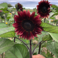 Vente de graines et semences de tournesol variété rare velvet queen chez Plantopia Casablanca Bouskoura salé