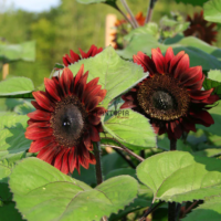 Vente de graines et semences de tournesol variété velvet queen chez Plantopia Marrakech Rabat Tanger Kenitra Fes