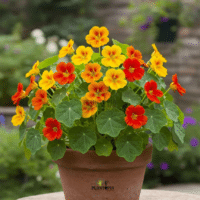 dwarf nasturtium seed seller in Morocco with fast and garanteed shipping by Plantopia Rabat Casablanca Bouskoura