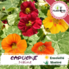 sachet de graines et semences florales de plante auxiliaire et fleur comestible Capucine naine - Plantopia Maroc