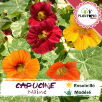 sachet de graines et semences florales de plante auxiliaire et fleur comestible Capucine naine - Plantopia Maroc