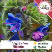 sachet de graines et semences florales de plante mellifère Viperine violette - Plantopia Maroc