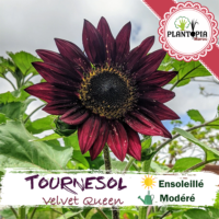 sachet de graines et semences florales de tournesol à fleur variété rare velvet queen - Plantopia Maroc