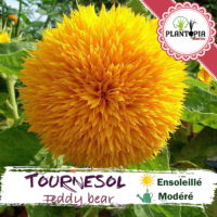 sachet de graines et semences florales de tournesol teddy bear - Plantopia Maroc