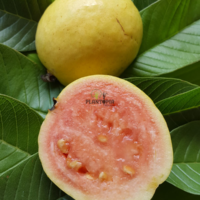 Culture de fruitier exotique goyavier par Plantopia Maroc pour production et vente de graine