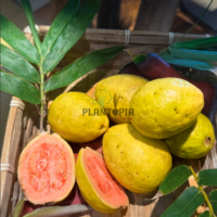 Graines et semences de fruitier exotique goyavier rouge chez Plantopia sale Fes Essaouira safi Tiznit Meknes Agadir
