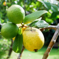 Graines et semences de fruitier tropical goyavier Pink Mexican Cream chez Plantopia Oujda Tetouan Tanger Nador