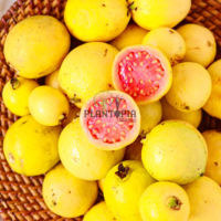 Graines et semences de goyave variété Pink Mexican Cream chez Plantopia dar bouazza Bouskoura Bouznika Tamesna